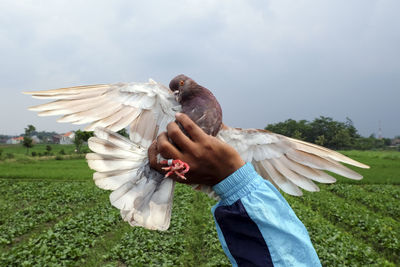 Pigeons ready to be released to race.

