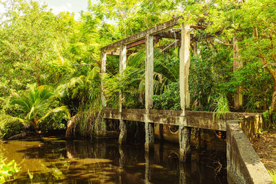 Bridge over river in forest