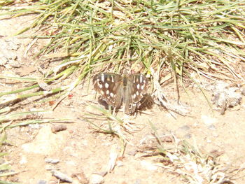 High angle view of insect on field