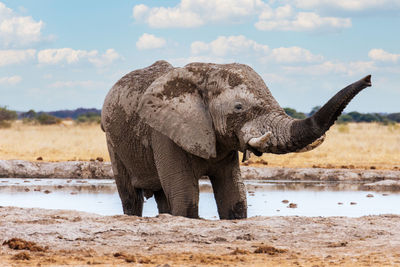 View of elephant drinking water