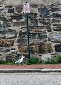 Seagull perching on wall