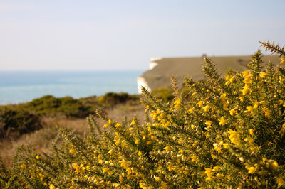 Yellow flowering plant on field by sea against sky