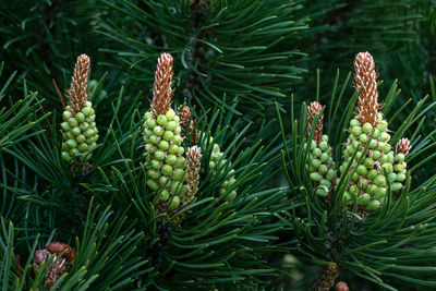 Blooms of dwarf mountain pine - pinus mugo inflorescence closeup