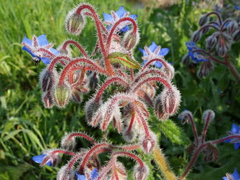 Close-up of flowering plant on field