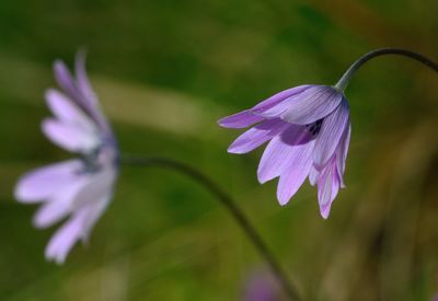 Close-up of purple flowering plant