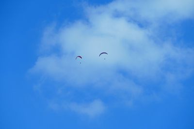 Low angle view of bird flying against blue sky