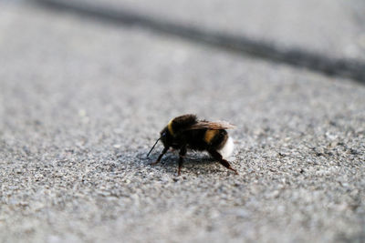 Close-up of insect