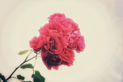 Close-up of pink rose