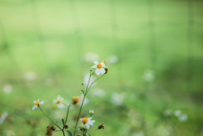 Close-up of flowering plant on land