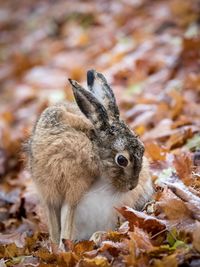 Close-up of squirrel on dry leaves on field