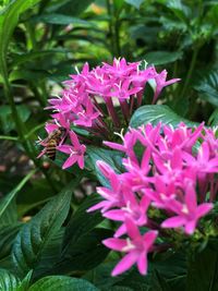 Close-up of pink flowers blooming outdoors