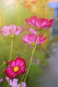 Close-up of pink flowers blooming outdoors