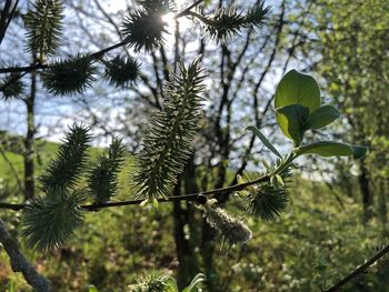 Close-up of pine tree branch