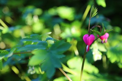 Close-up of pink flowers