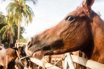 Close-up of a horse against the sky