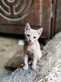 Portrait of cat sitting outdoors