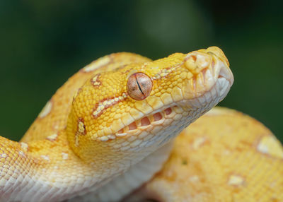 Close-up of snake