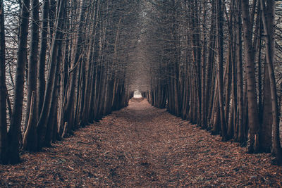 Trees in forest during autumn