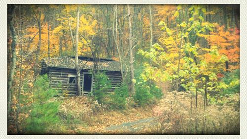 House with trees in background