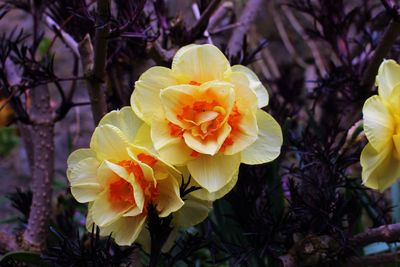 Close-up of yellow flowering plant