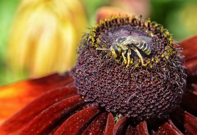 Close-up of sunflower