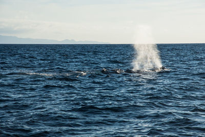 Humpback whale cavorting near islas marietas near bucerias bay, punta mita, mexico