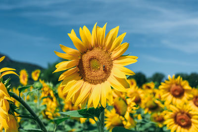 Close-up of sunflower