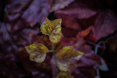 Close-up of dry leaves on plant