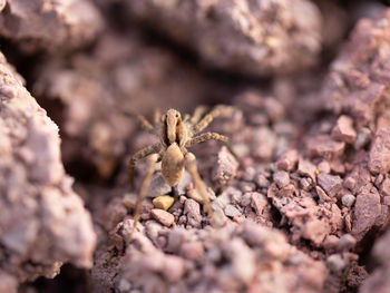 Close-up of spider on rock