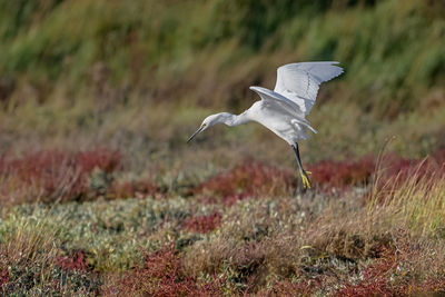 Bird flying over a field