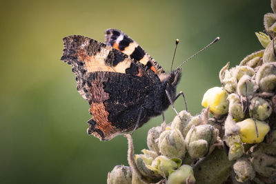 Close-up of butterfly on flower