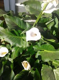 Close-up of flower plant