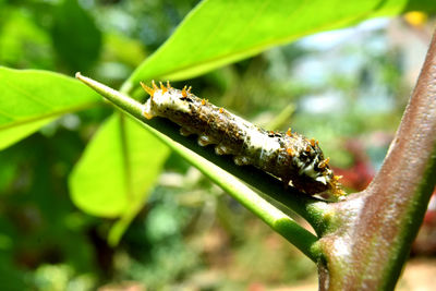 Close-up of insect on plant