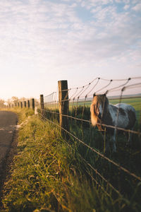 Horse standing on field at farm against sky during sunset