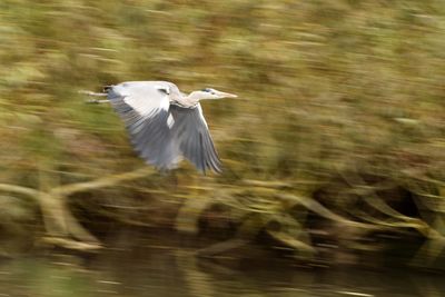 Bird flying over blurred background