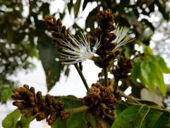 Close-up of white flowers on branch