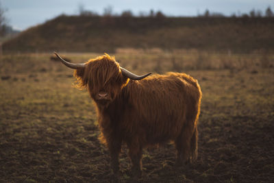 Cow on field