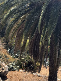 Palm trees against sky