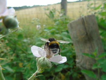 Close-up of bee on flower