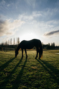 Side view of silhouette horse grazing on land against sky during sunset