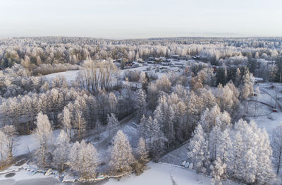 Panoramic shot of trees on snow covered landscape