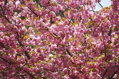 Low angle view of pink flowers on tree