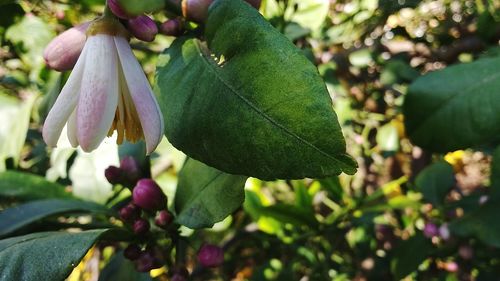 Close-up of berries growing on tree