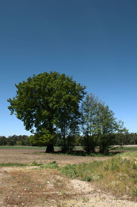 Trees on field against clear blue sky