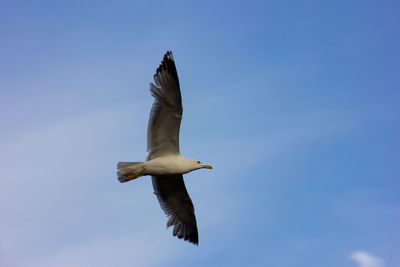 Low angle view of seagull flying in sky