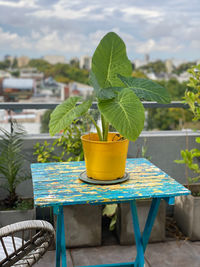 Close-up of potted plant on table