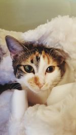 Close-up portrait of cat on rug at home