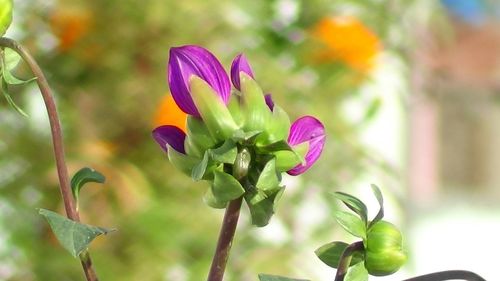 Close-up of purple flowers