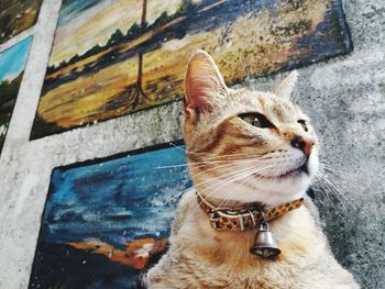 Close-up of a cat looking away