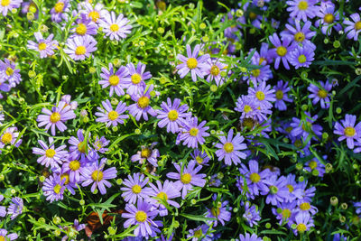 High angle view of purple flowering plants on field